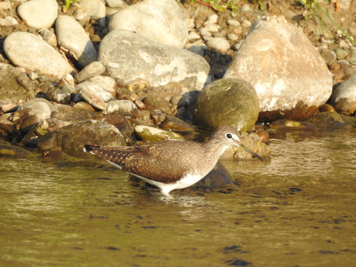 Green Sandpiper - Selvaganesh K