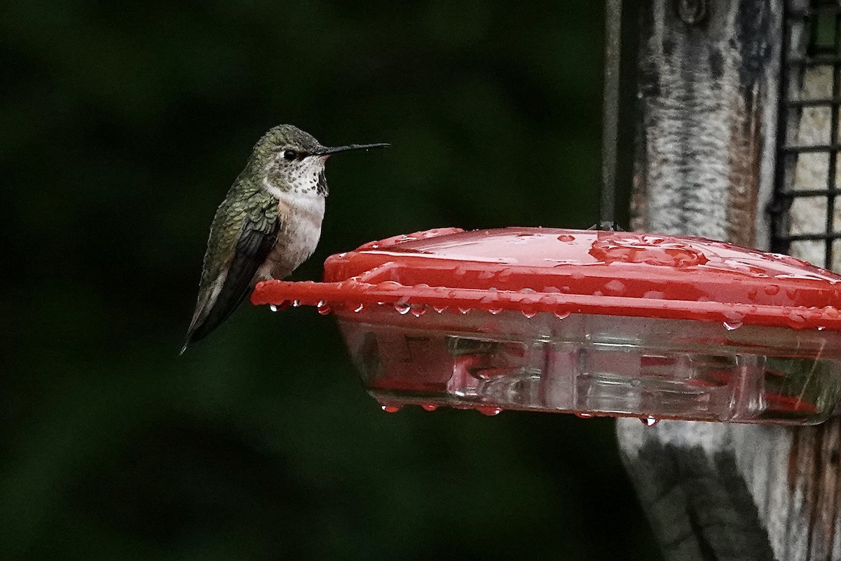 Rufous Hummingbird - ML619556073