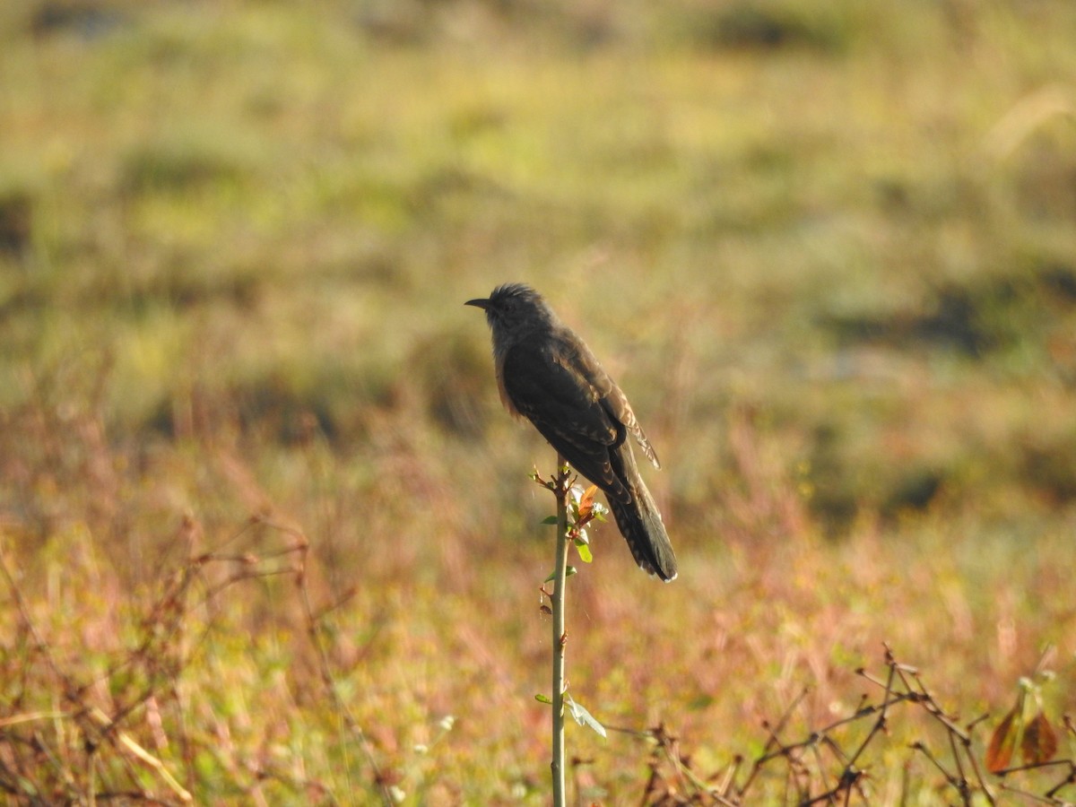 Plaintive Cuckoo - Selvaganesh K