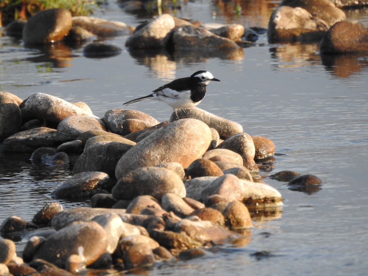 White Wagtail - Selvaganesh K