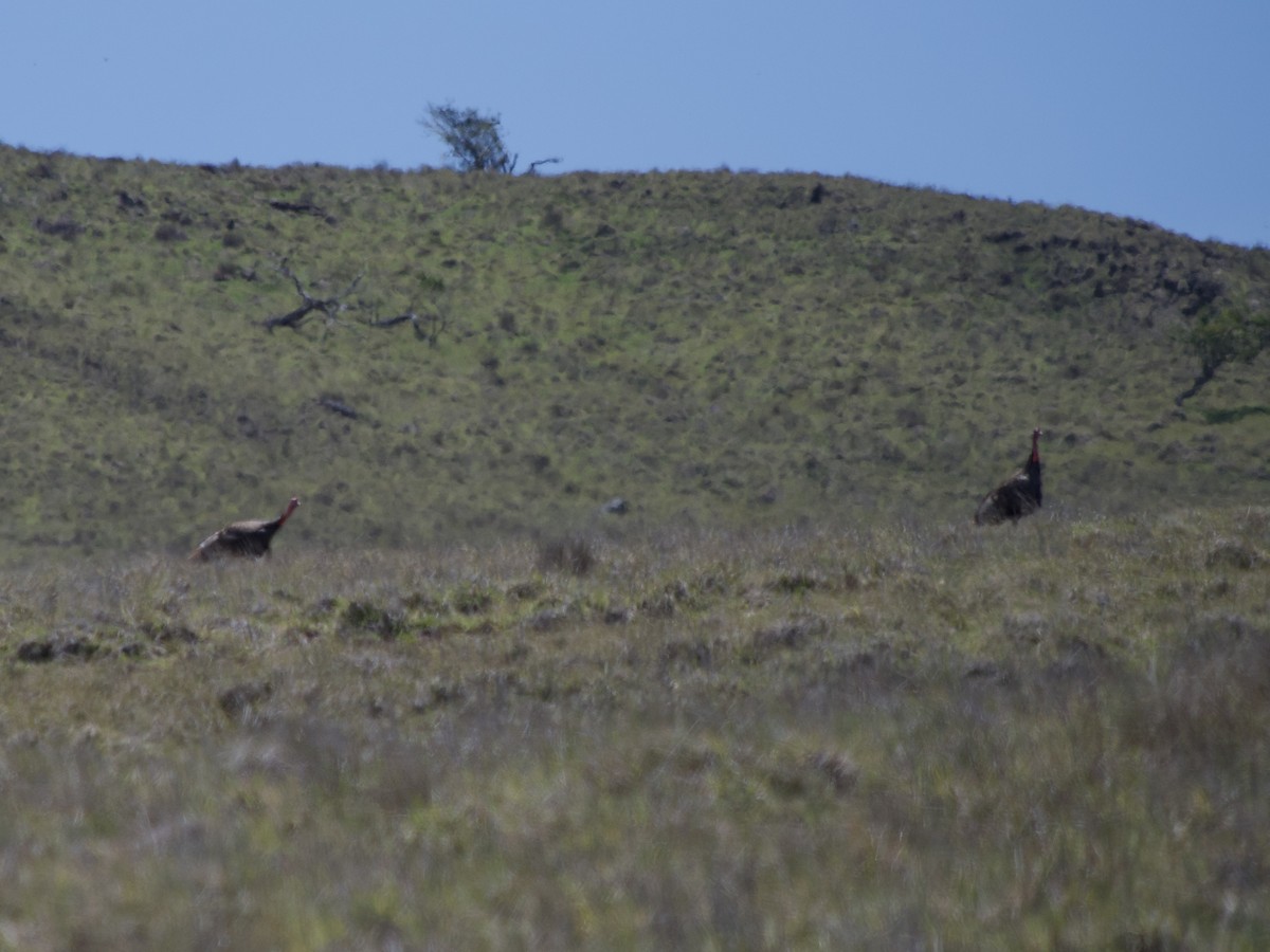 Wild Turkey - Andrew Bell