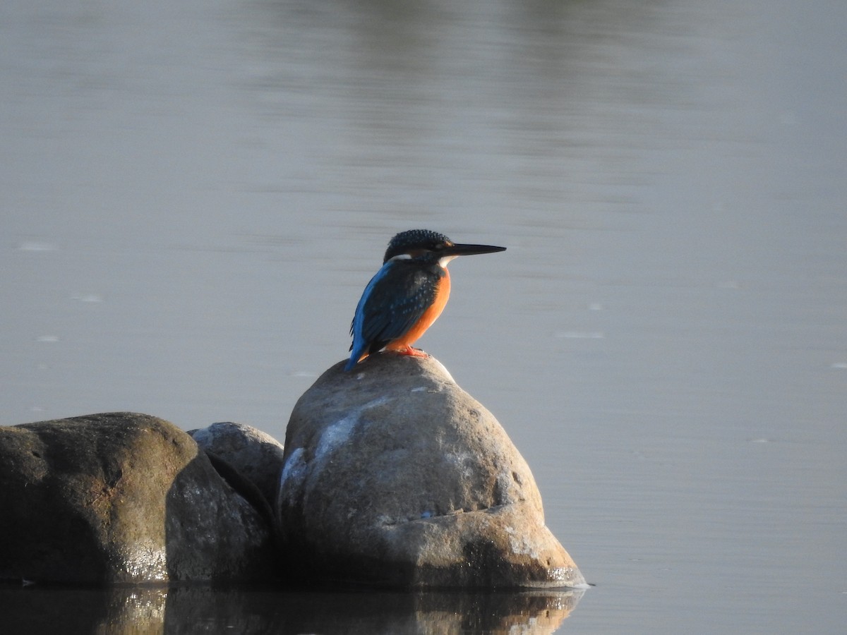 Common Kingfisher - Selvaganesh K