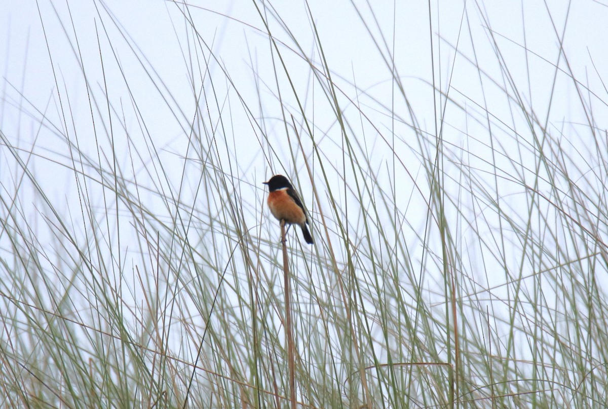 Siberian Stonechat - Praveen H N