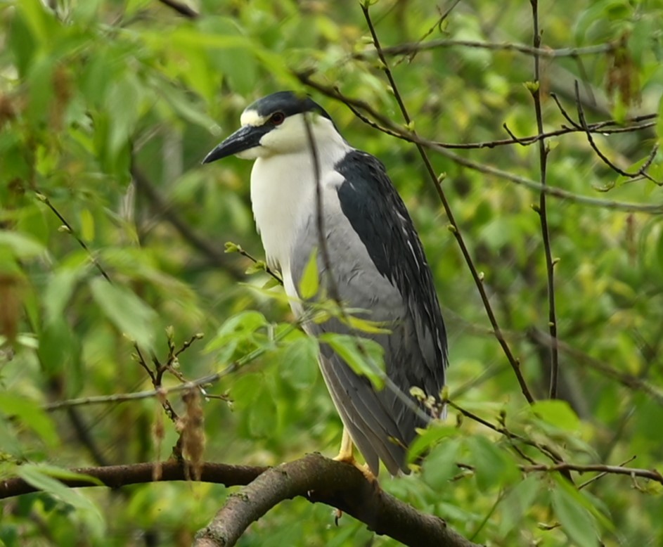 Black-crowned Night Heron - Nicolle and H-Boon Lee