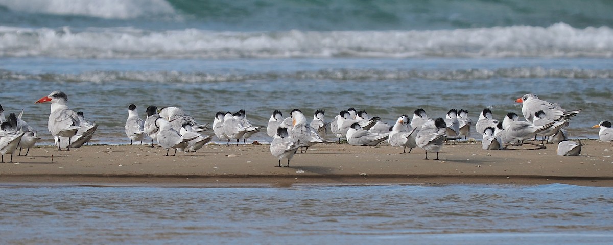 Great Crested Tern - Len and Chris Ezzy