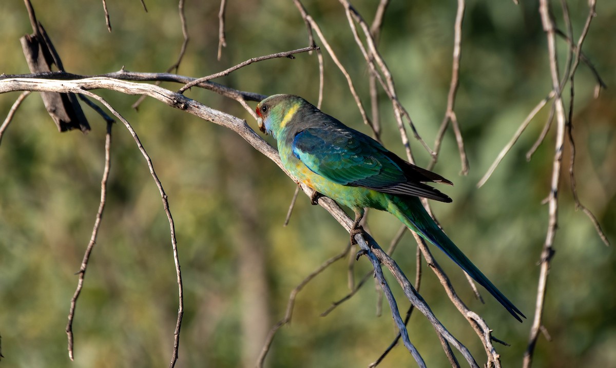 Australian Ringneck (Mallee) - Gordon Arthur