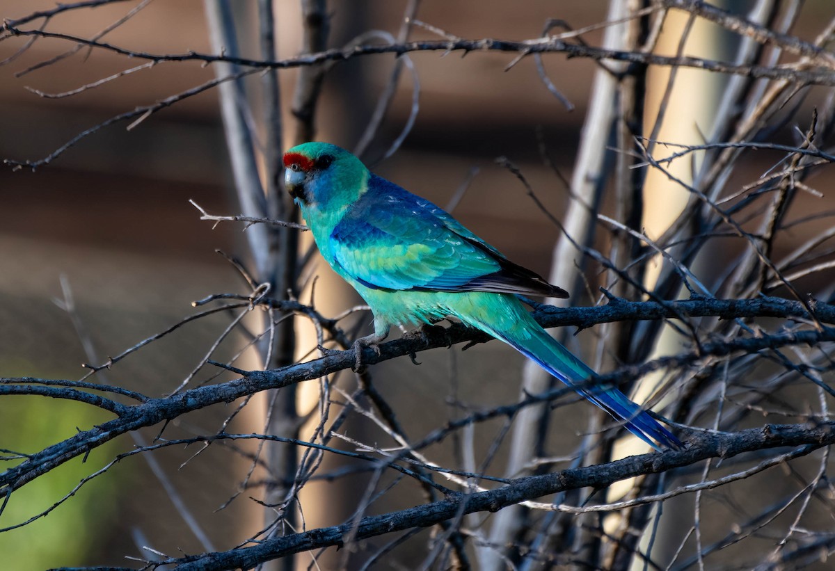 Australian Ringneck (Mallee) - Gordon Arthur