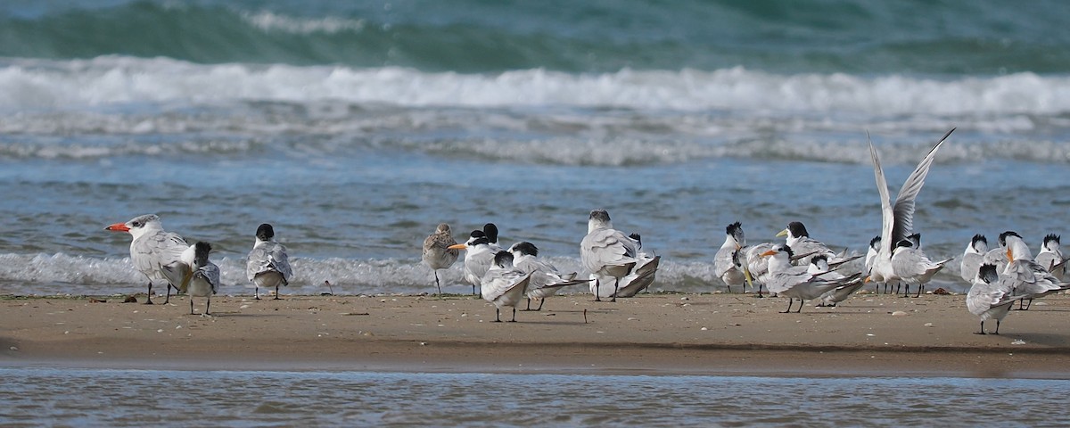 Great Crested Tern - Len and Chris Ezzy