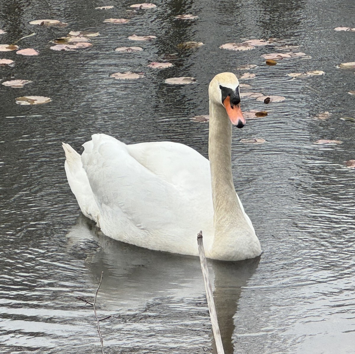 Mute Swan - Judy Paris