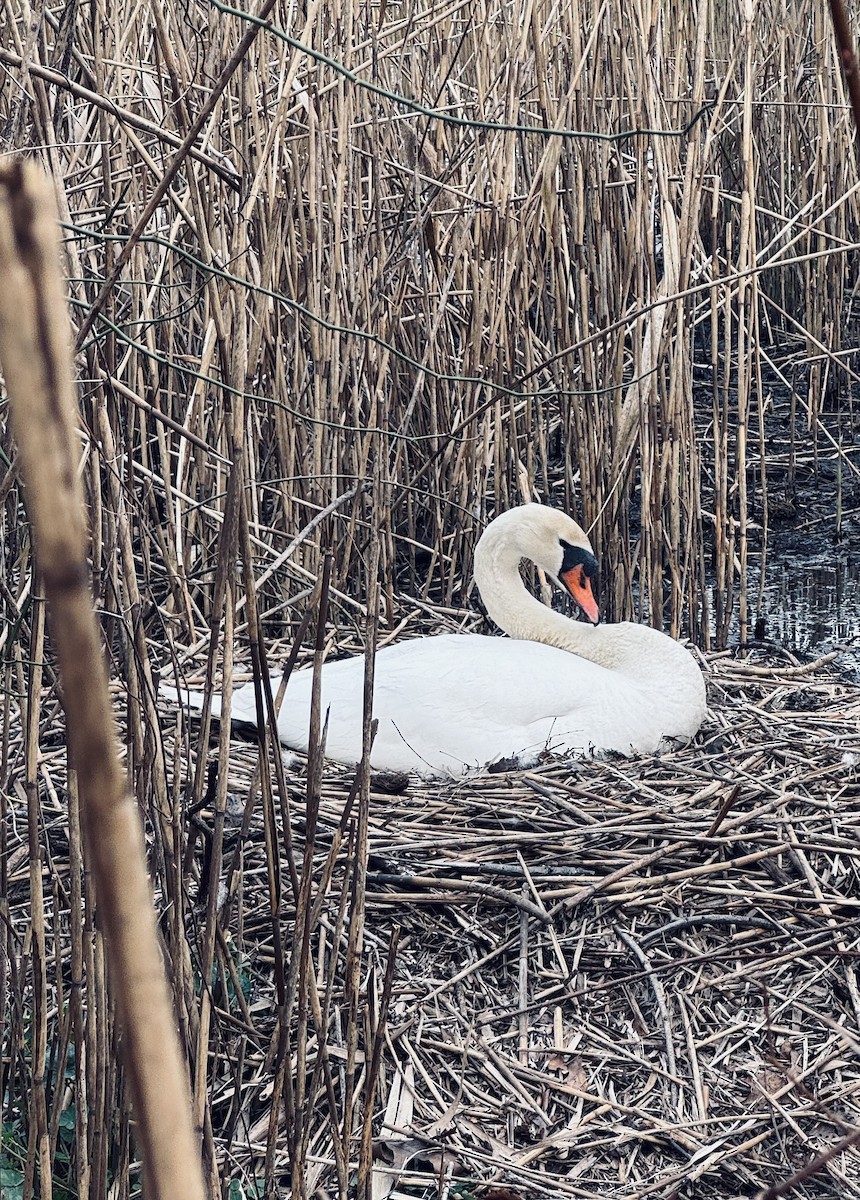 Mute Swan - Judy Paris