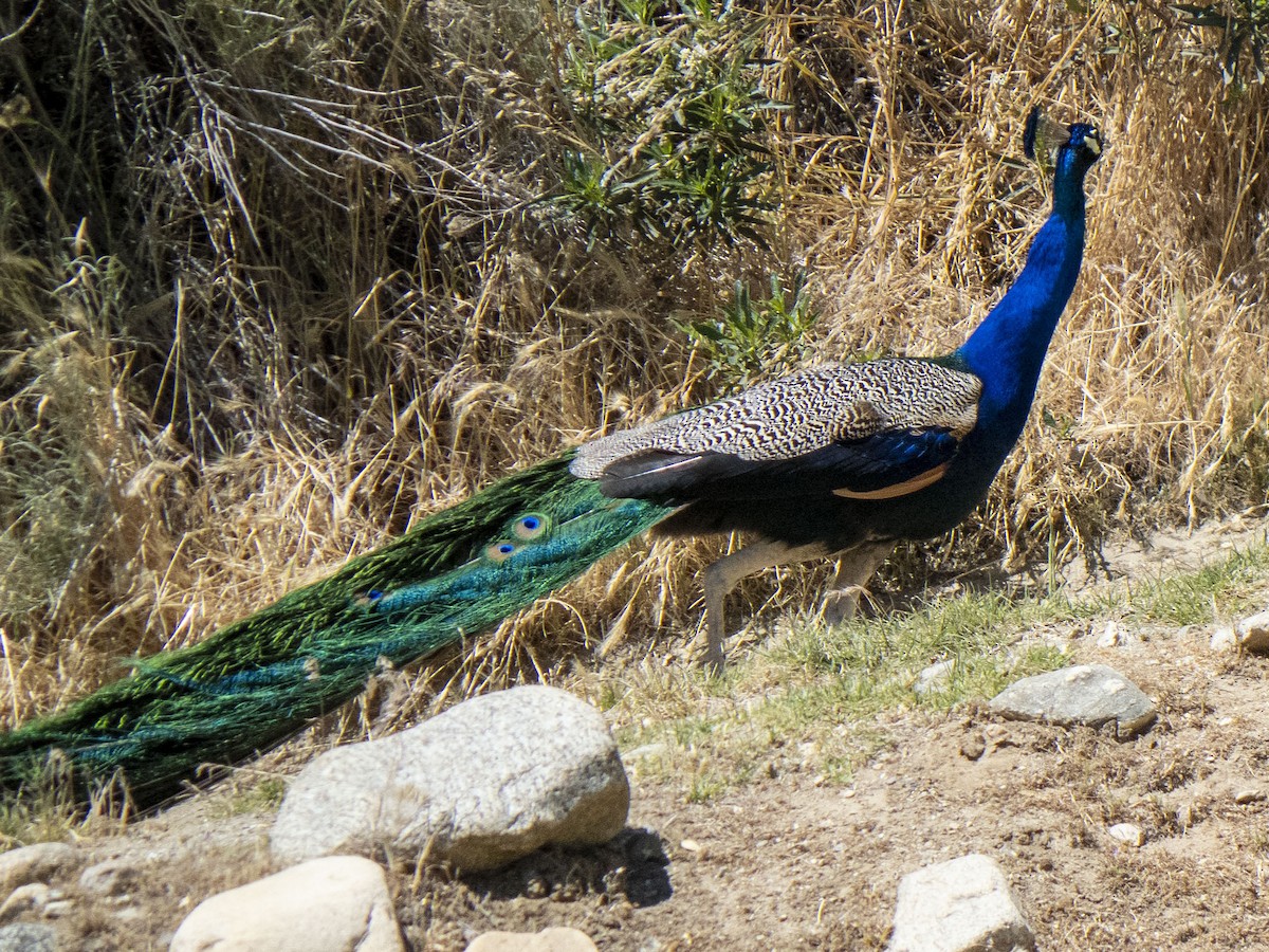 Indian Peafowl (Domestic type) - Carol Collins