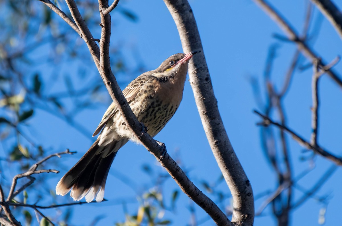 Spiny-cheeked Honeyeater - Gordon Arthur