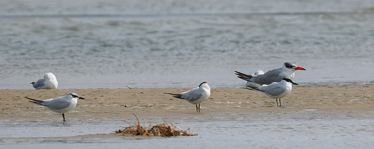 Australian Tern - Len and Chris Ezzy