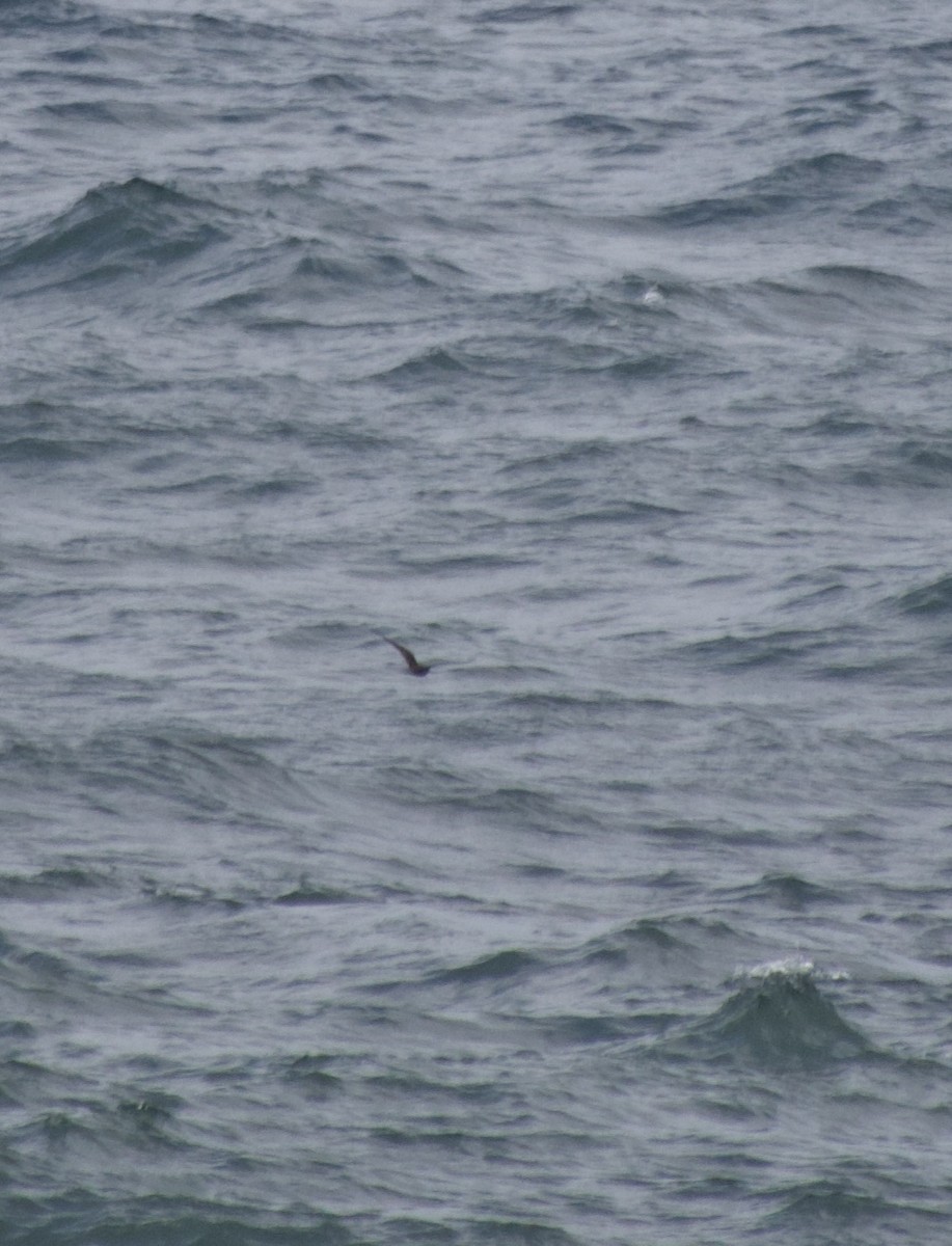 Black Noddy - Andrew Bell