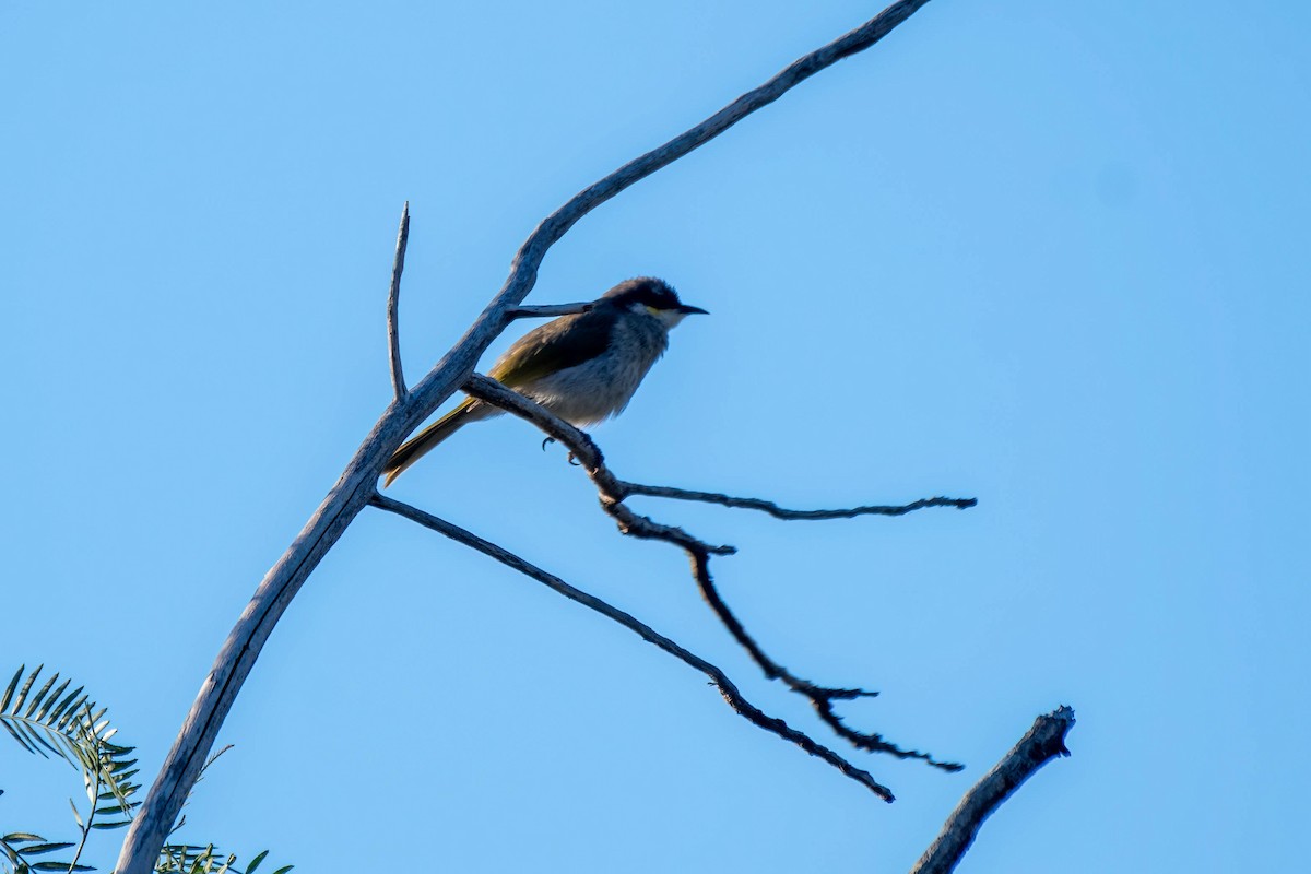 Singing Honeyeater - Gordon Arthur