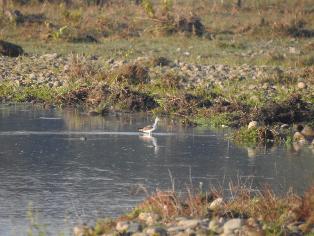 Common Greenshank - Selvaganesh K