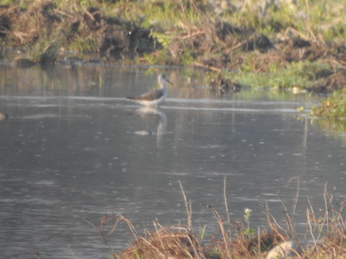 Common Greenshank - Selvaganesh K