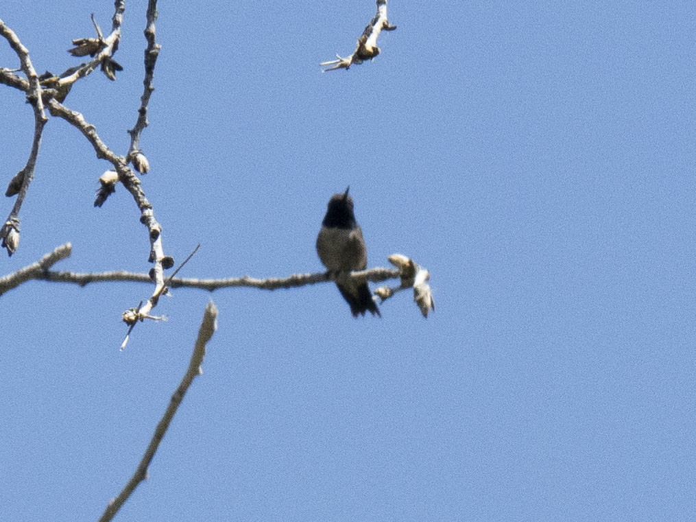 Anna's Hummingbird - Carol Collins