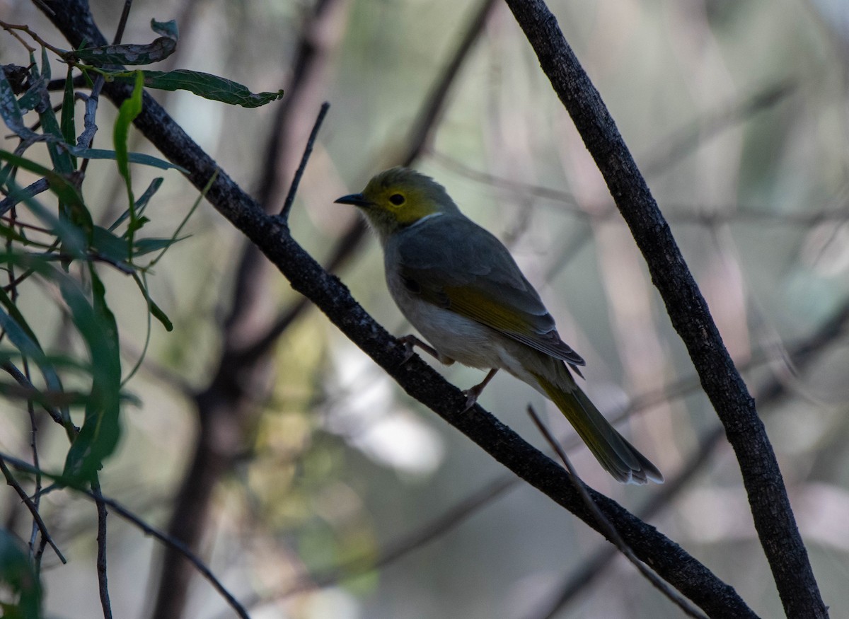 White-plumed Honeyeater - Gordon Arthur