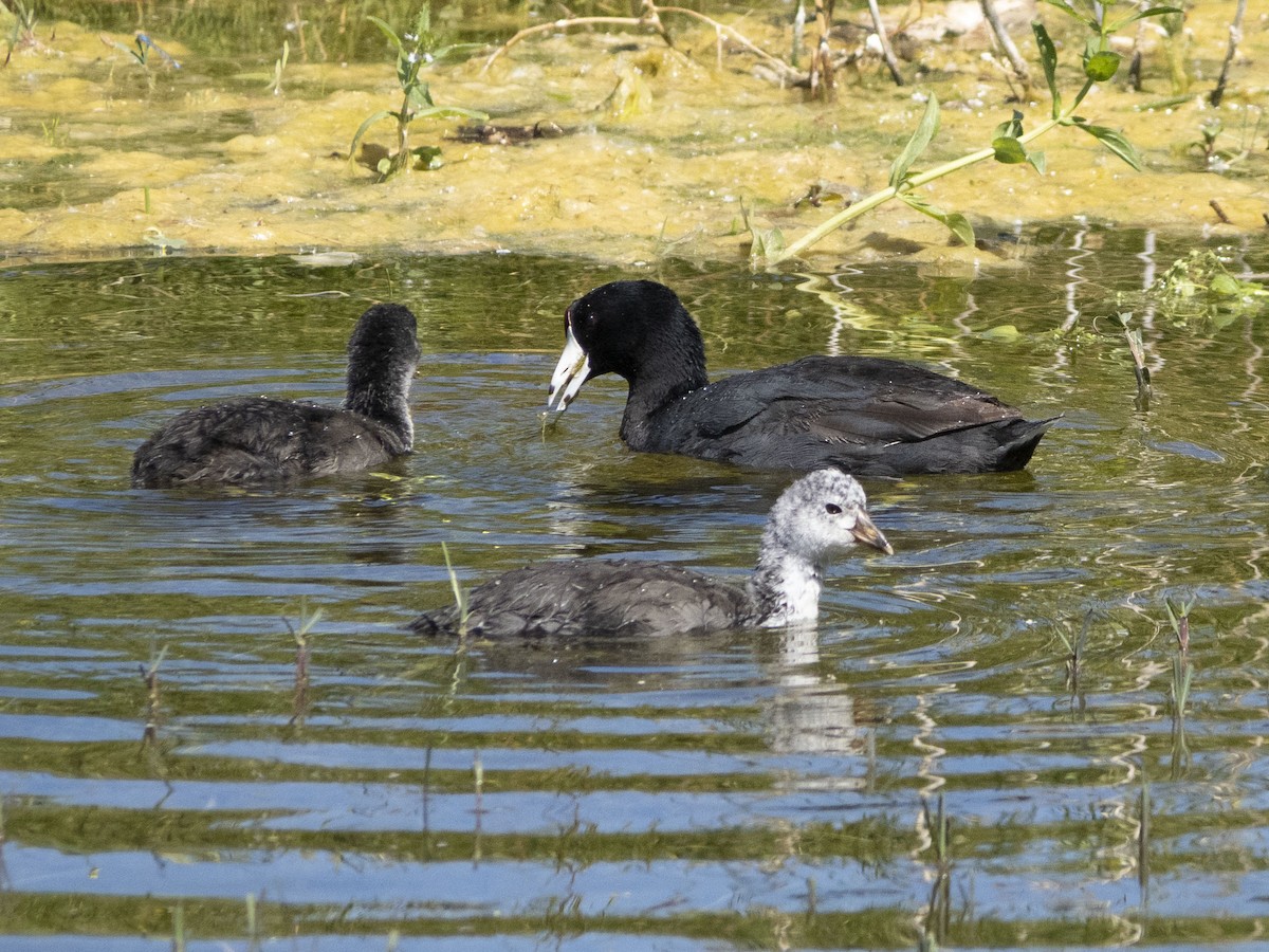 American Coot - Carol Collins