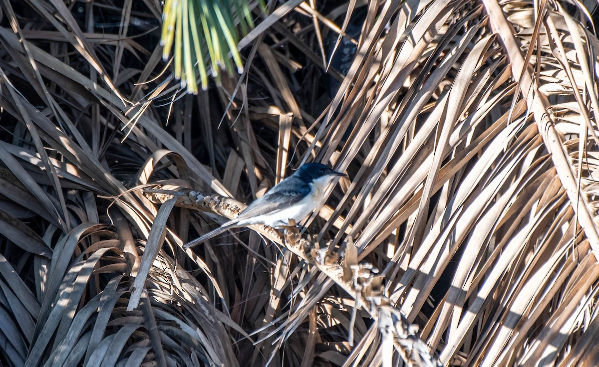 Restless Flycatcher - Gordon Arthur