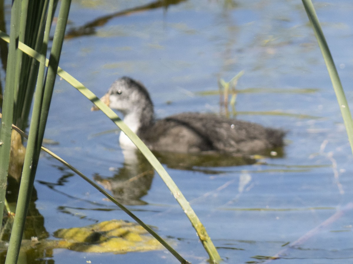 American Coot - Carol Collins