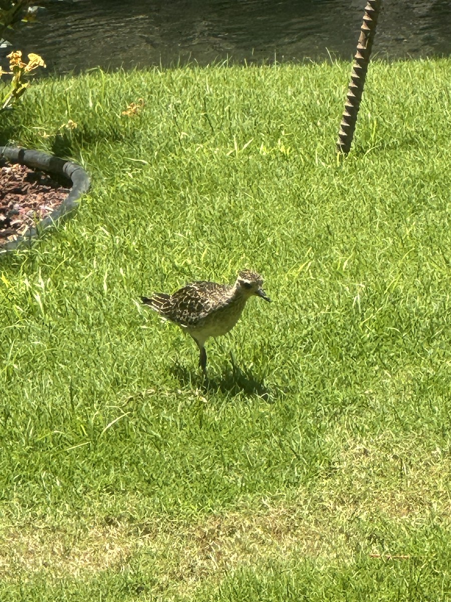 Pacific Golden-Plover - Andrew Bell