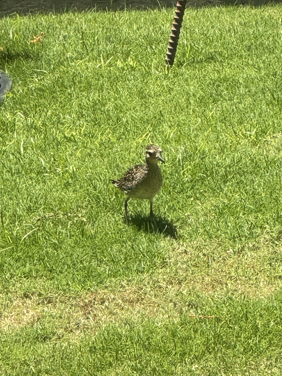 Pacific Golden-Plover - Andrew Bell