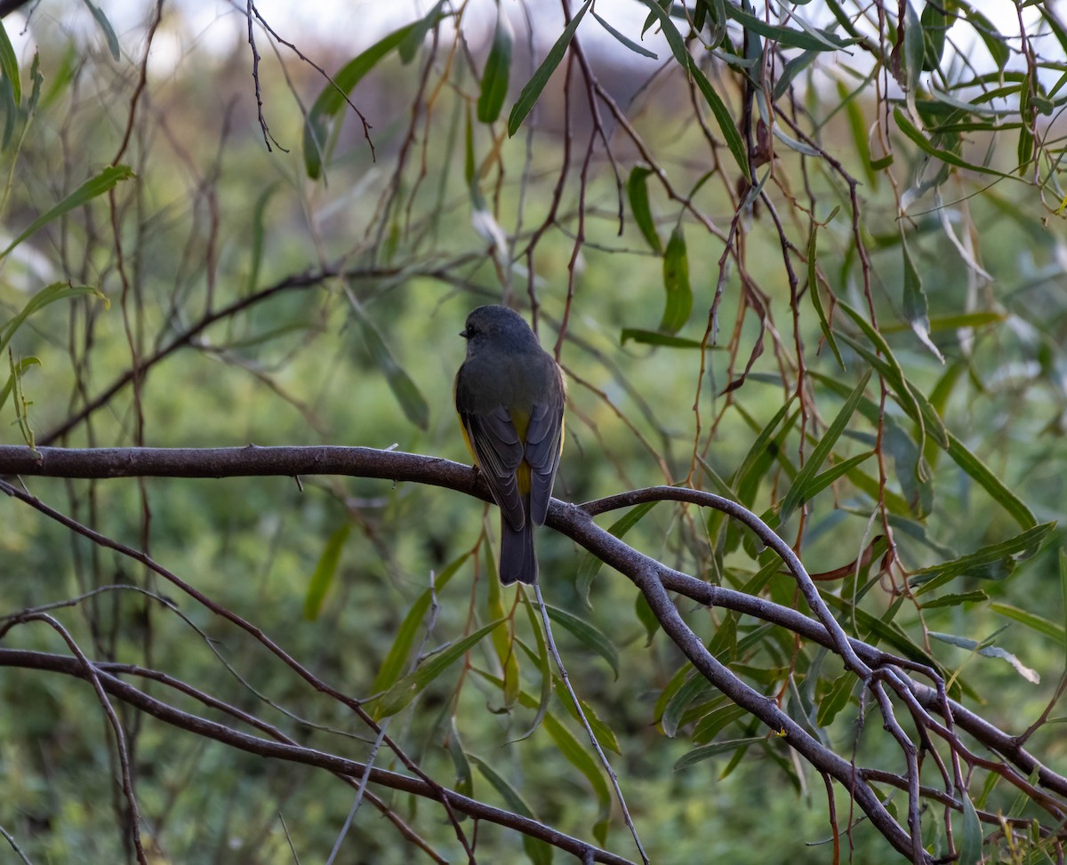 Eastern Yellow Robin - Gordon Arthur