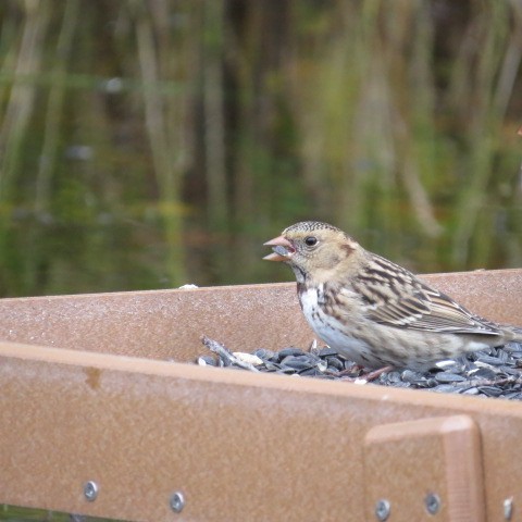 Harris's Sparrow - Vikki Jones