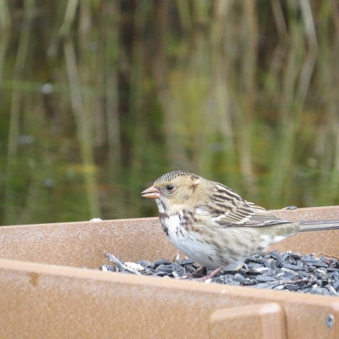 Harris's Sparrow - Vikki Jones