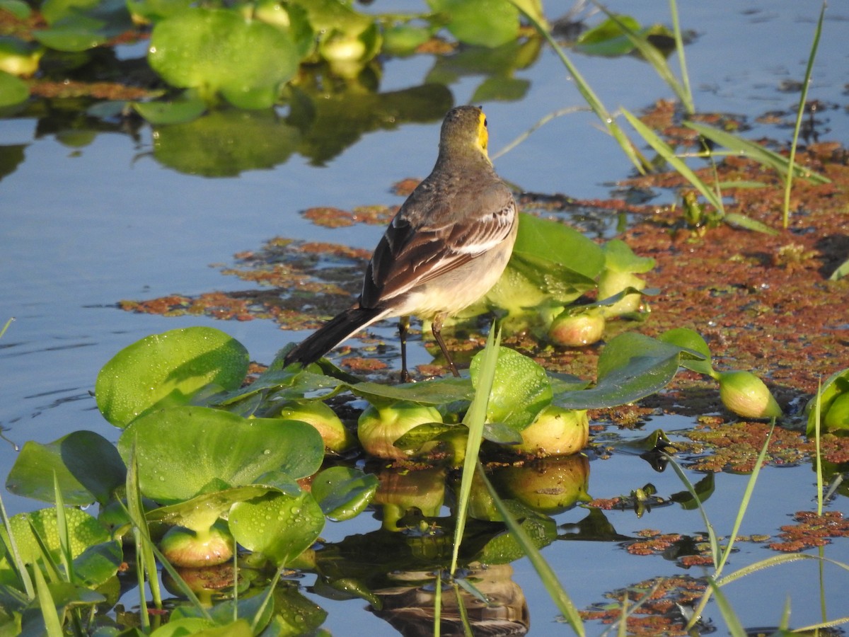 Citrine Wagtail - Selvaganesh K