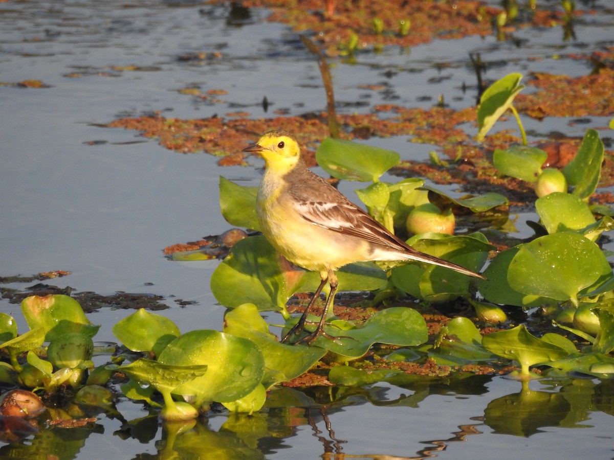 Citrine Wagtail - Selvaganesh K