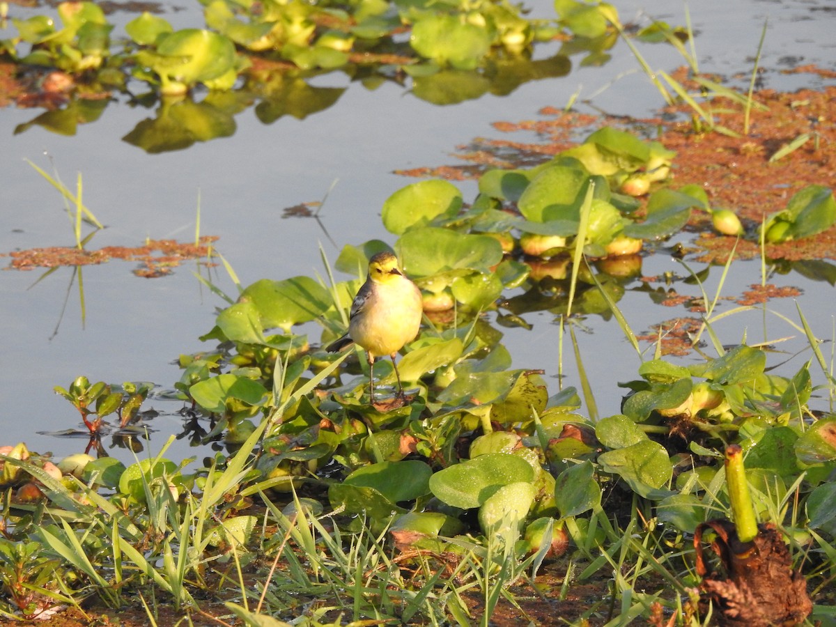 Citrine Wagtail - Selvaganesh K