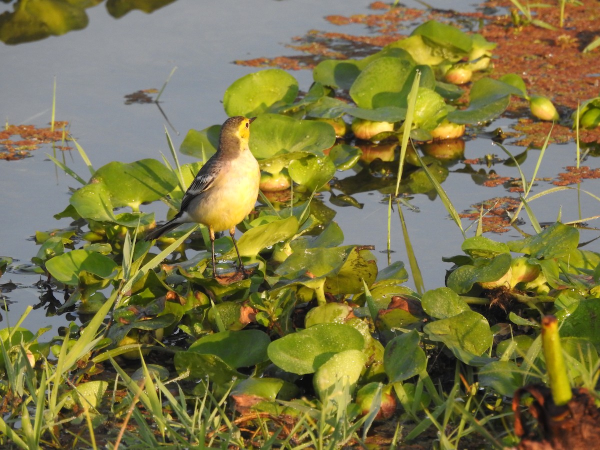 Citrine Wagtail - Selvaganesh K