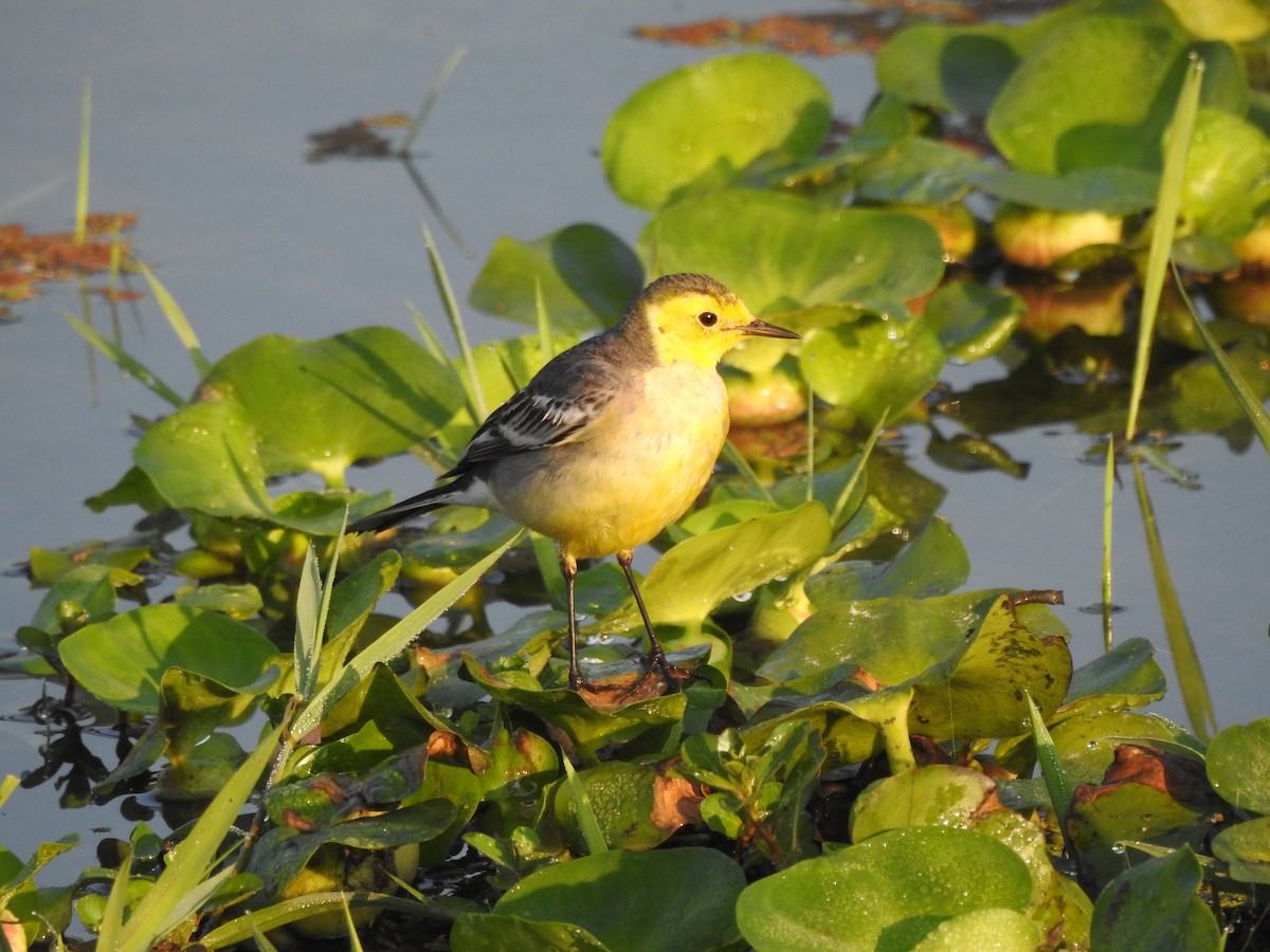 Citrine Wagtail - Selvaganesh K