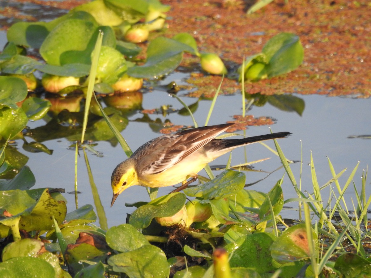 Citrine Wagtail - Selvaganesh K