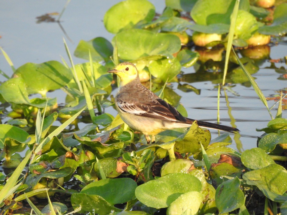 Citrine Wagtail - Selvaganesh K