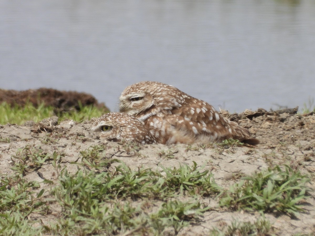 Burrowing Owl - John Lundgren