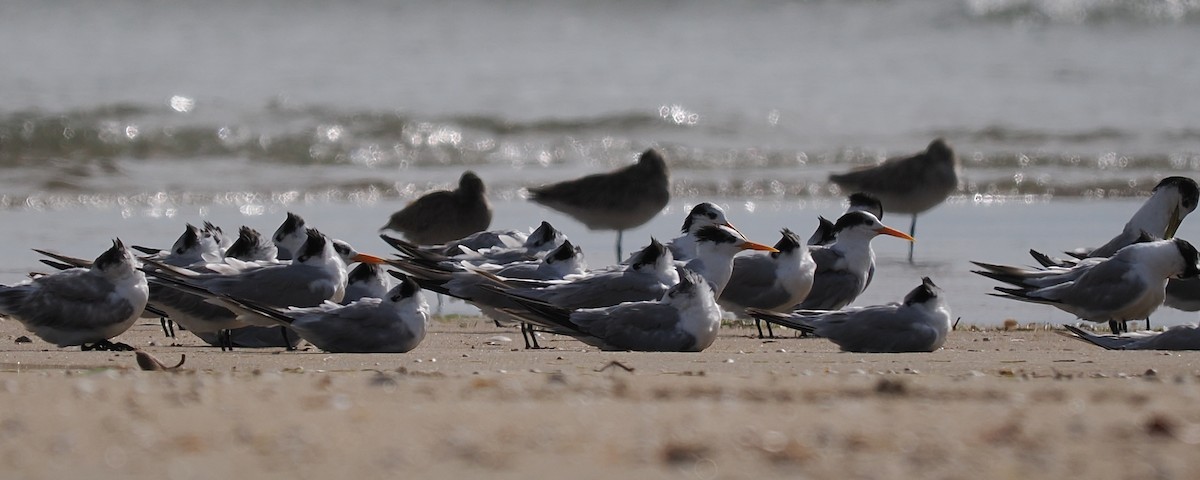 Lesser Crested Tern - ML619556148