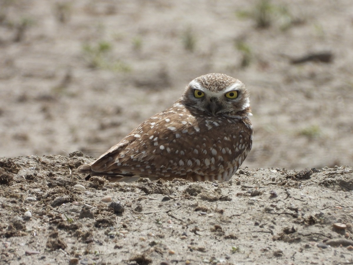 Burrowing Owl - John Lundgren