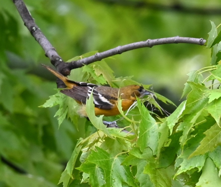 Baltimore Oriole - Nicolle and H-Boon Lee