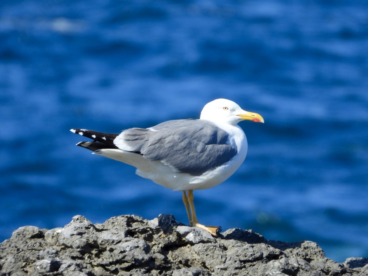 Yellow-legged Gull - Vicente Torres Gómez