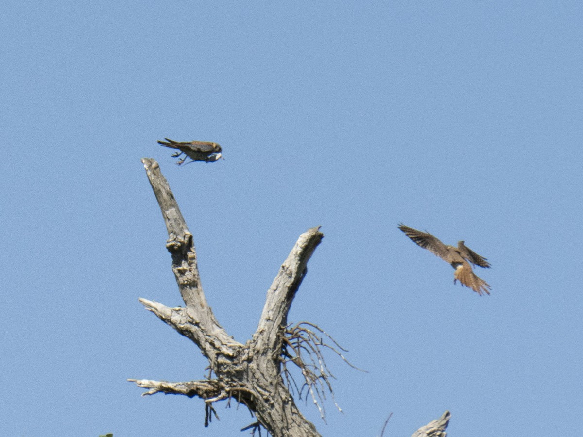 American Kestrel - Carol Collins