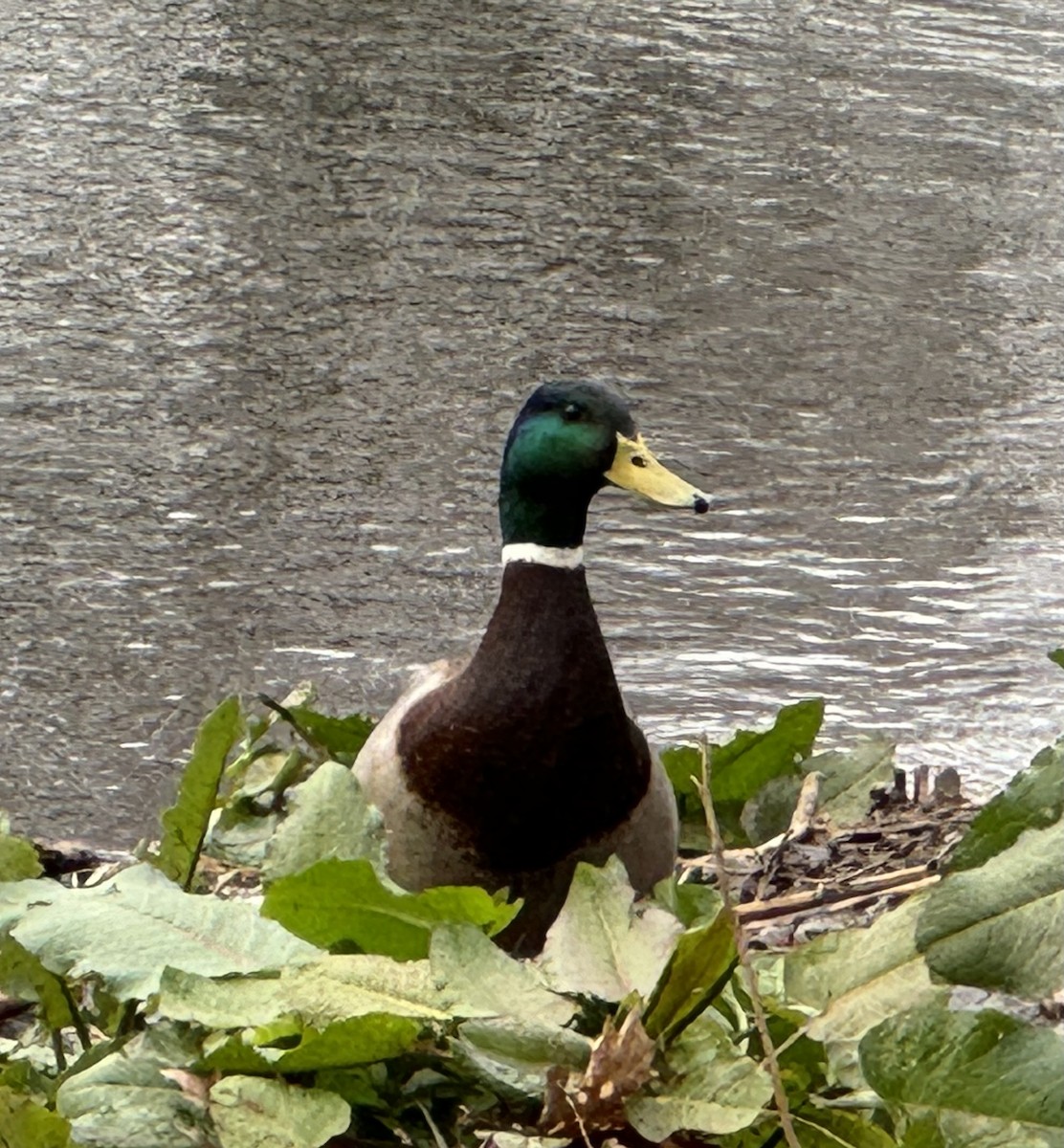 Mallard - Judy Paris