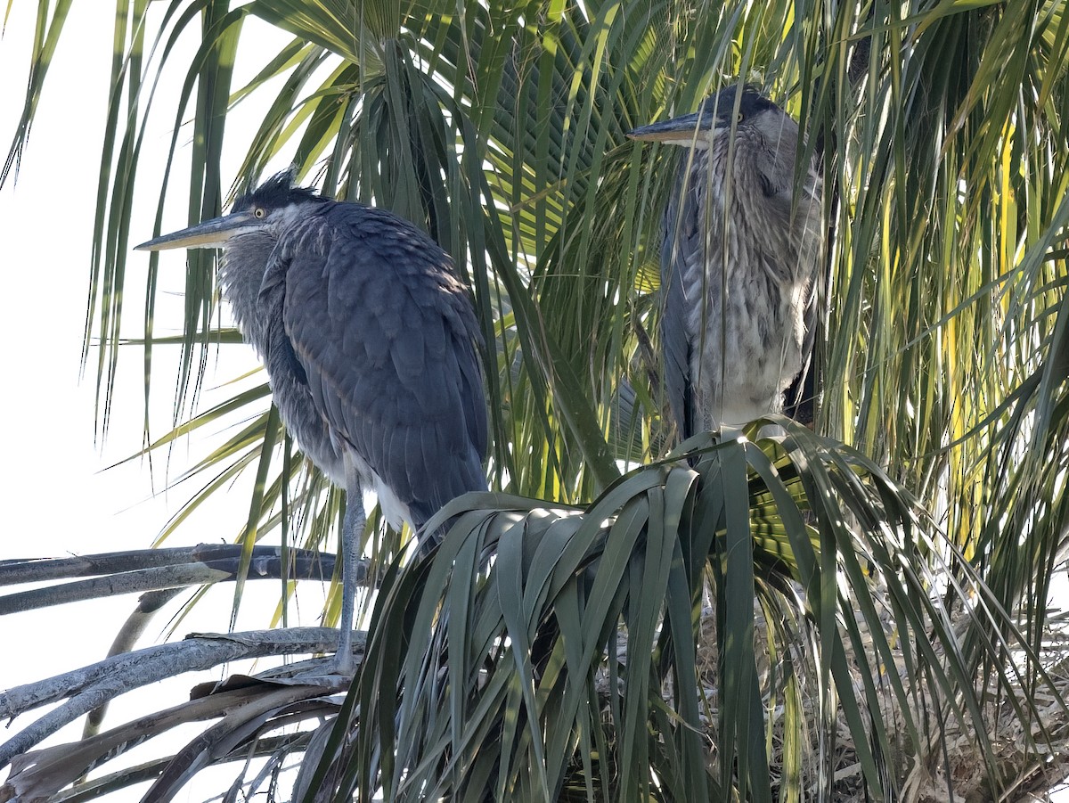 Great Blue Heron - Robert Hamilton