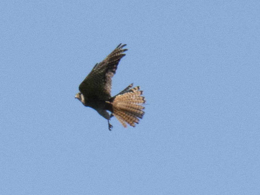 American Kestrel - Carol Collins