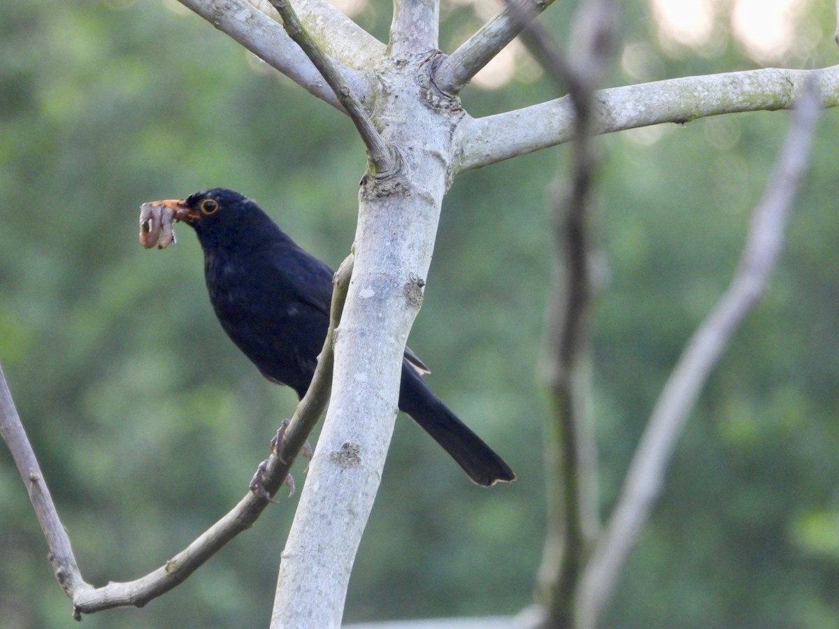 Eurasian Blackbird - Vicente Torres Gómez