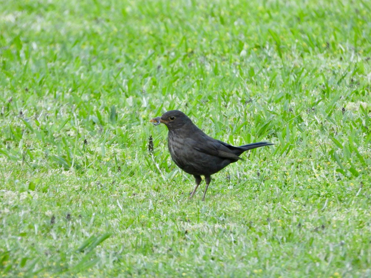 Eurasian Blackbird - Vicente Torres Gómez