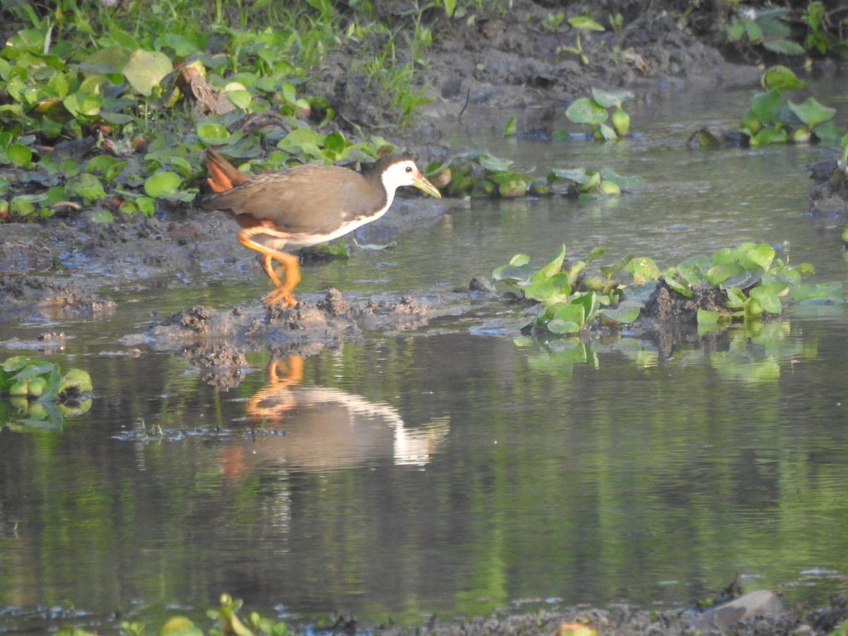 White-breasted Waterhen - Selvaganesh K